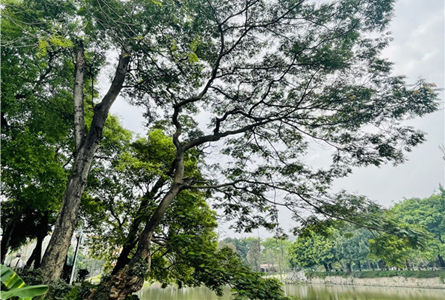 情系古树，共同守护 | 白云山汉方植树节主题摄影活动
